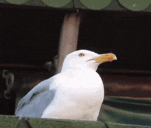 MY CHOSEN PEOPLE! 11:10am, IN THE MILITARY! 12:13pm, A SEA GULL! 1:41pm, Vision: Monster or Angel yelling, “Hallelelujah!”, meaning something big is going to happen, IT’S GOING TO BE WORTH IT! 2:57pm,TRUMPET! 3:21pm, FETTERMAN! 12/11/25 4:42pm,